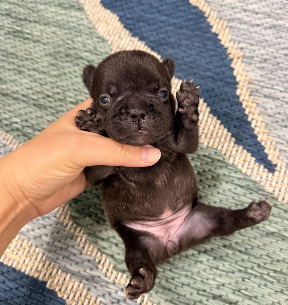 Small black puppy being gently held by a hand on a woven rug.