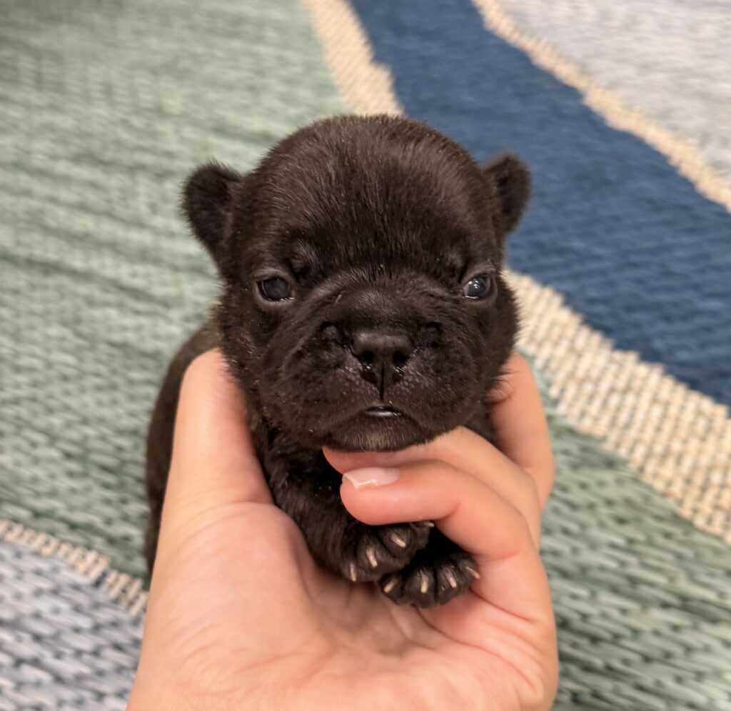 Tiny black puppy being gently held by a person's hands, with a green and blue rug in the background.