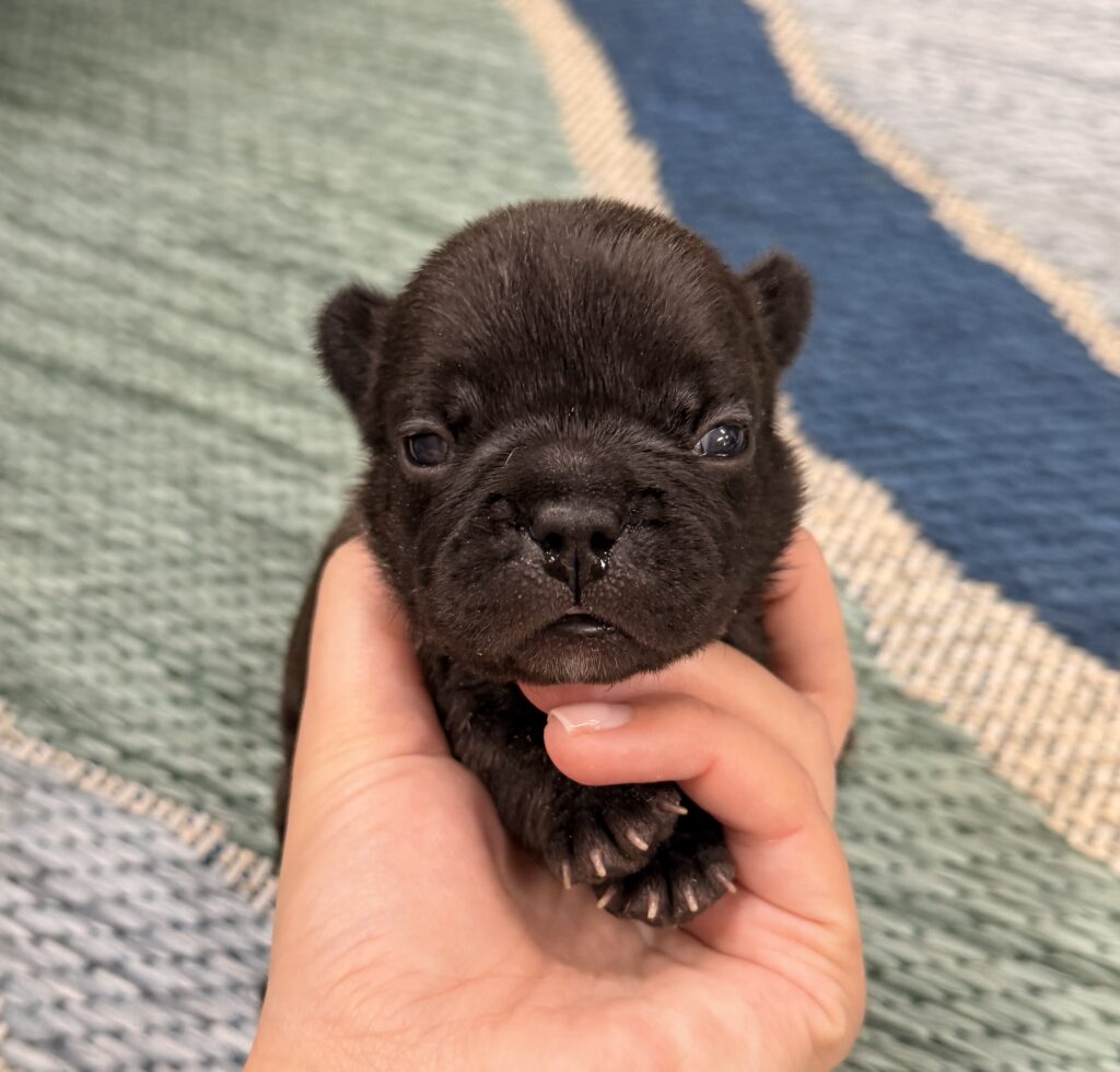 Close-up of a tiny black puppy being gently held by a person, on a multicolor rug.