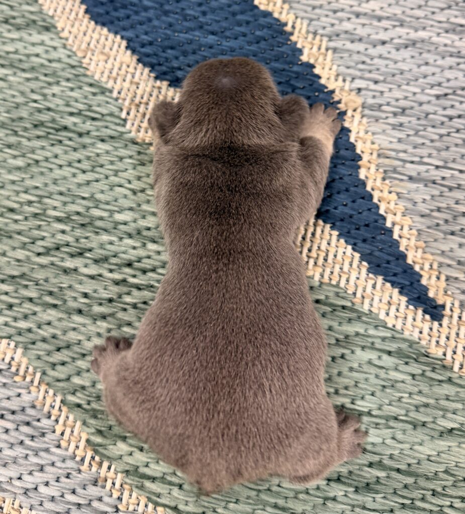 Top-down view of a small brown furry animal lying on a woven rug viewed from above.
