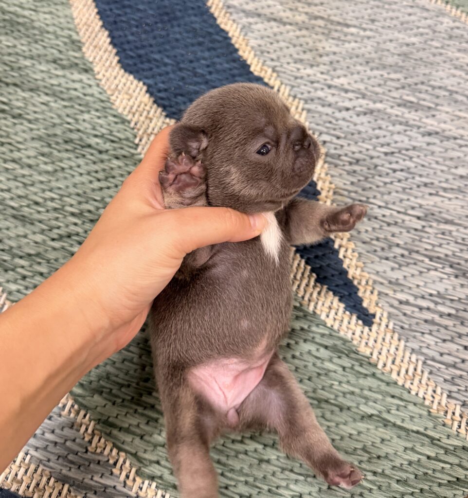 Wind-blurred light-brown newborn puppy being gently held by a hand, lying on a woven rug.