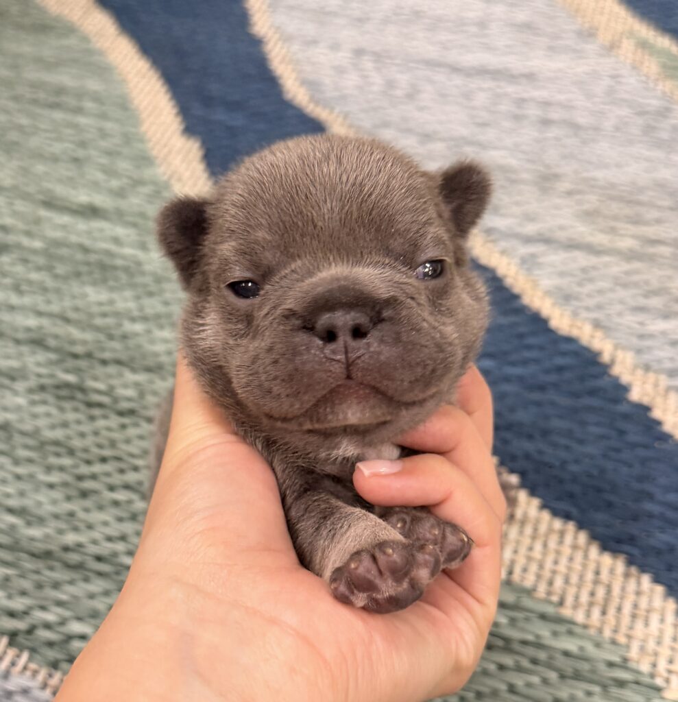 Close-up of a small brown puppy being gently held in a person's hands, focus on its face and fur.