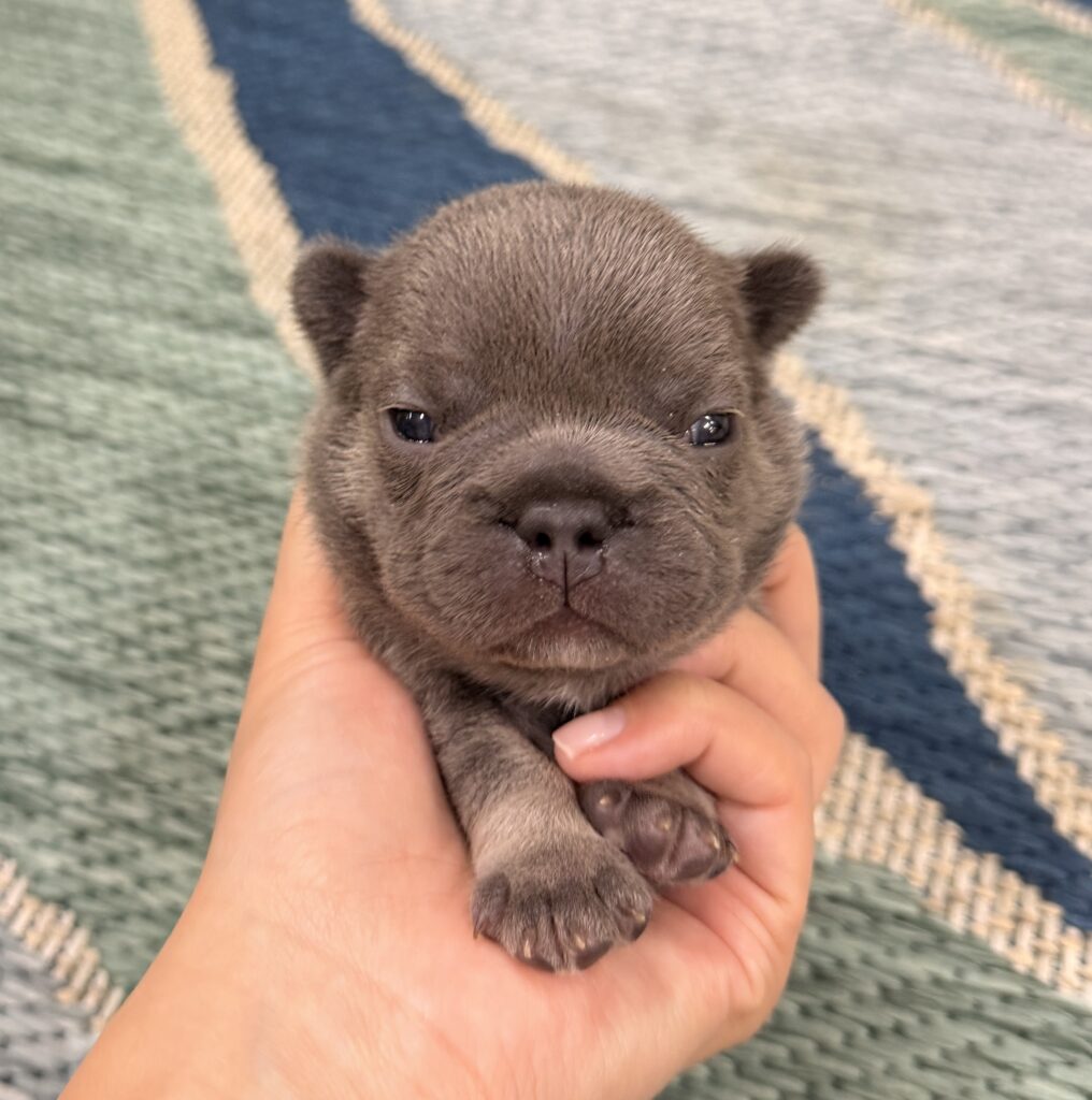 Close-up of a small brown puppy being gently held, facing the camera with dark eyes.