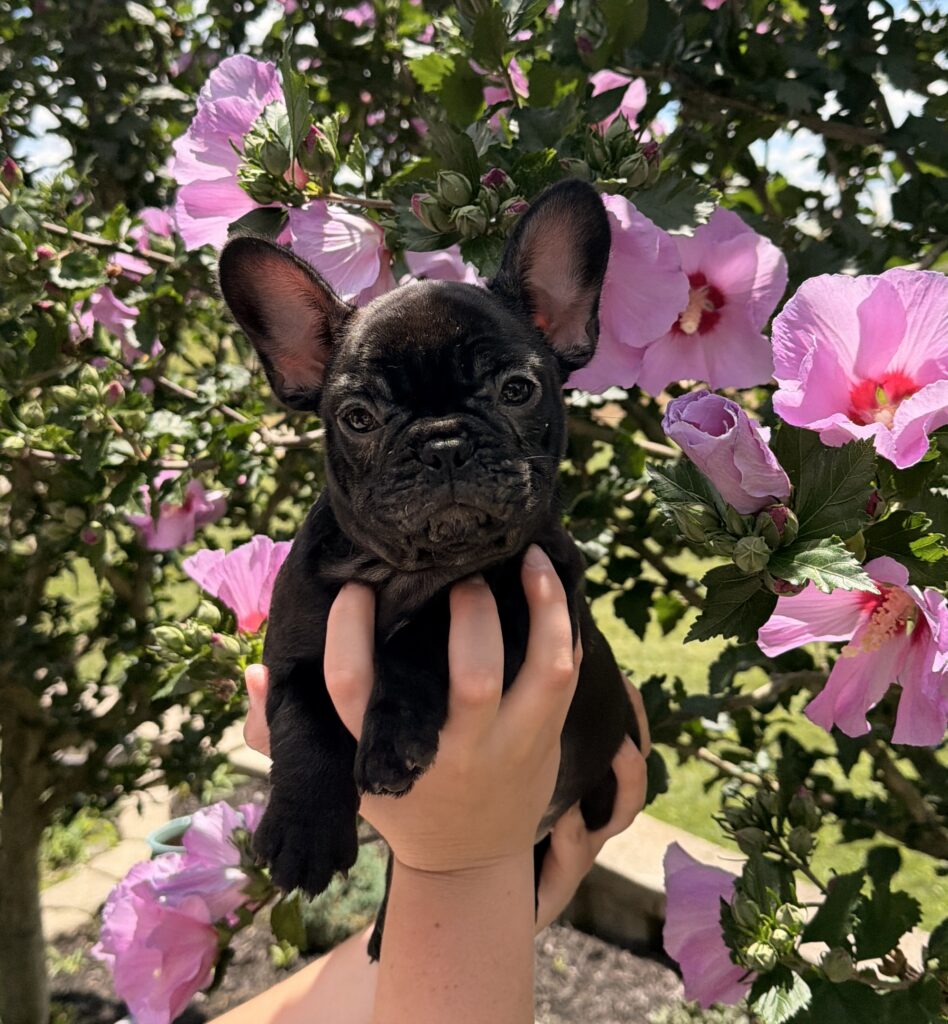 Black French bulldog puppy held up among pink hibiscus blossoms outdoors.