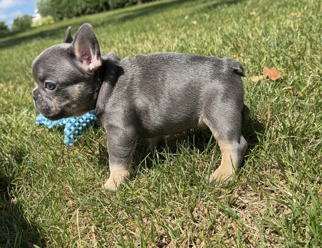 Brindle French Bulldog puppy on a sunny lawn with a blue knotted rope toy nearby
