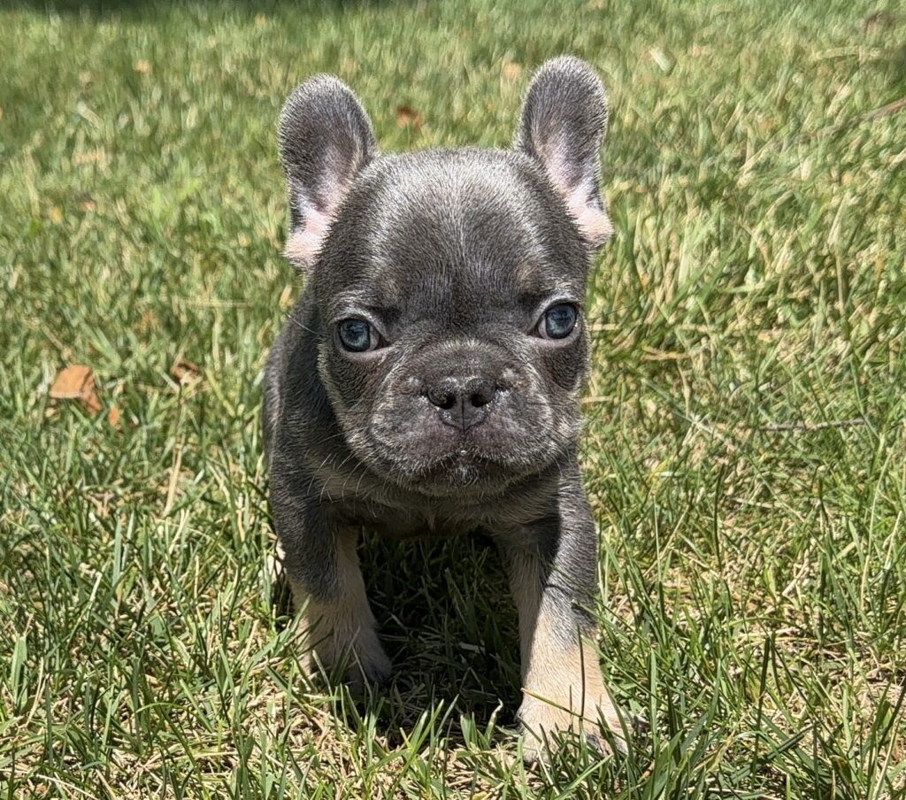 Gray French bulldog puppy standing in green grass, looking at the camera.