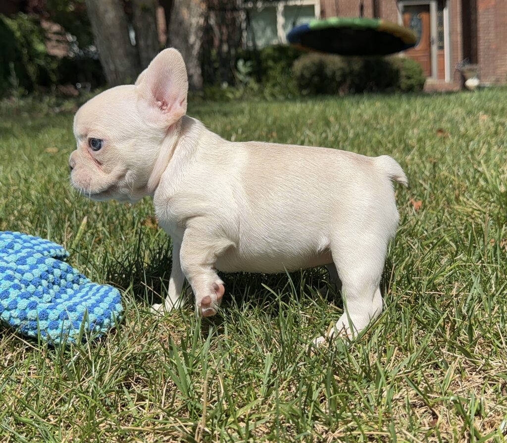 Cream-colored puppy in grass, facing left, with a blue woven mat nearby; suburban yard in background