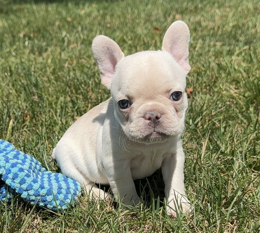 Cream French bulldog puppy sitting on green grass beside a blue patterned blanket, looking at the camera.