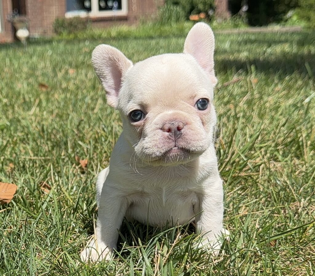 Cream-colored French Bulldog puppy sitting in a grassy yard, looking at the camera.