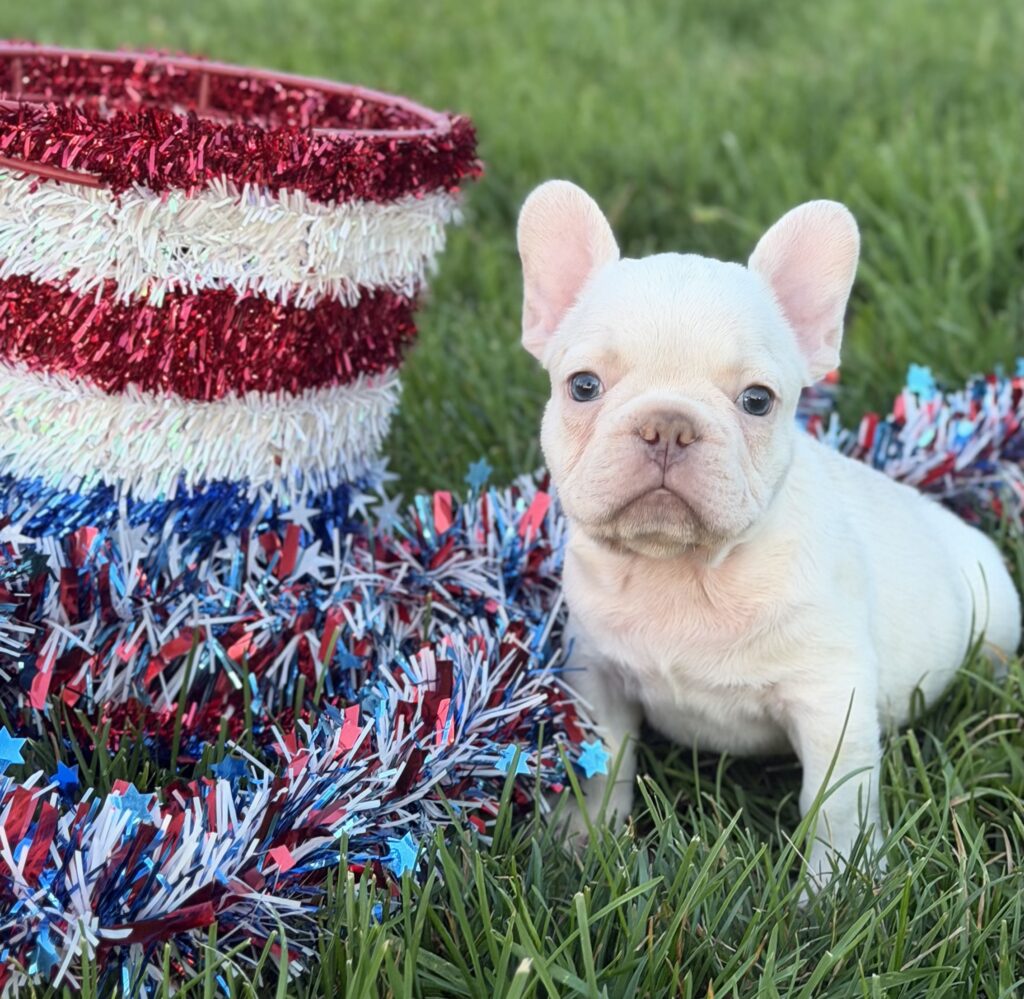 Light-colored piglet sitting in green grass beside red, white, and blue fringe garland.