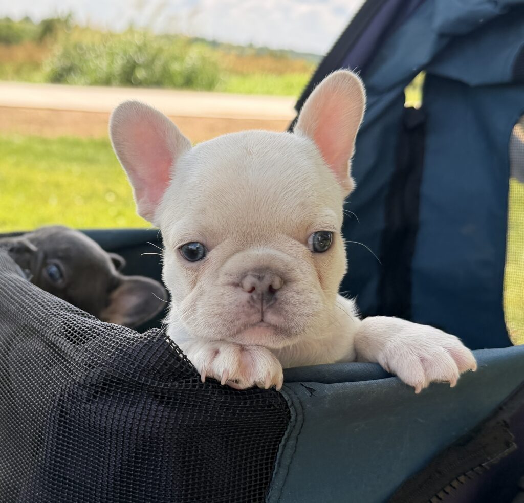 Cream-colored puppy with ears up peeking over a black travel carrier outdoors, greenery in the background