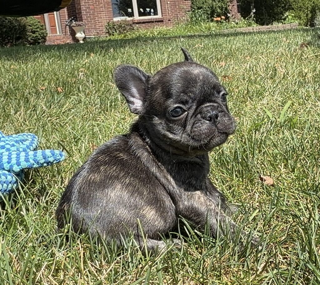 Brindle French Bulldog puppy sits on a sunny green lawn, with a blue rope toy to the left and a brick house in the background.