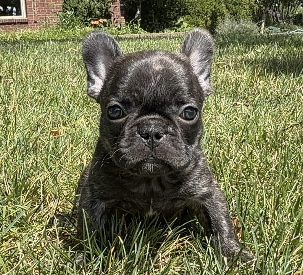 Close-up of a gray French Bulldog puppy sitting in tall green grass in a sunny yard.