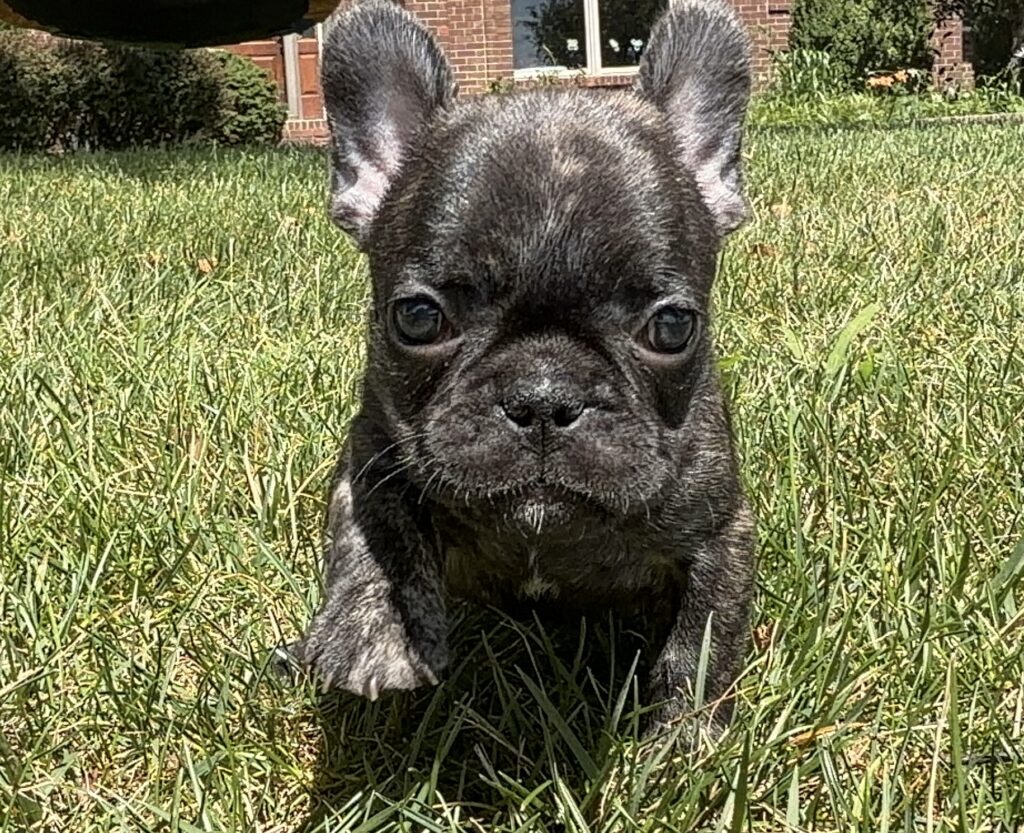 Close-up of a brindle French Bulldog puppy in tall grass, facing the camera with a brick house in the background.
