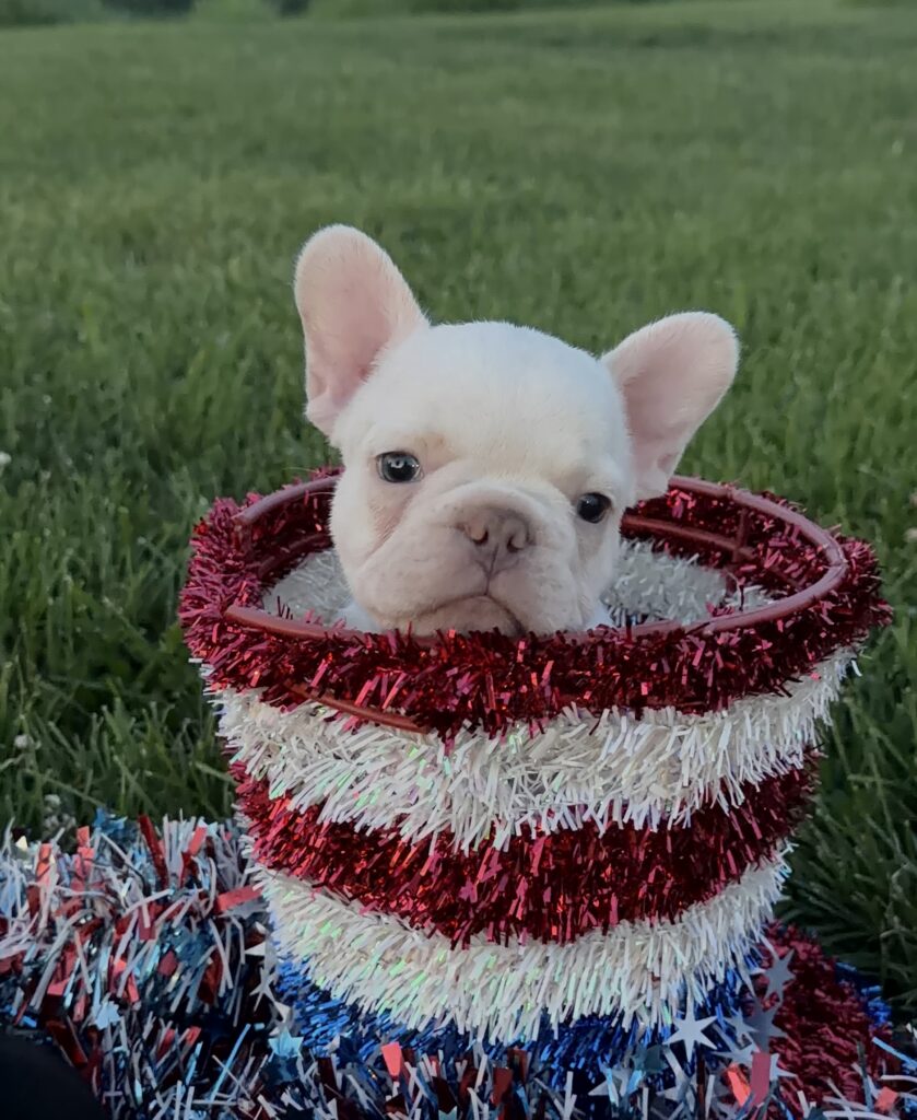 White puppy peeking over a red, white, and blue tinsel garland outdoors on grass in a park.