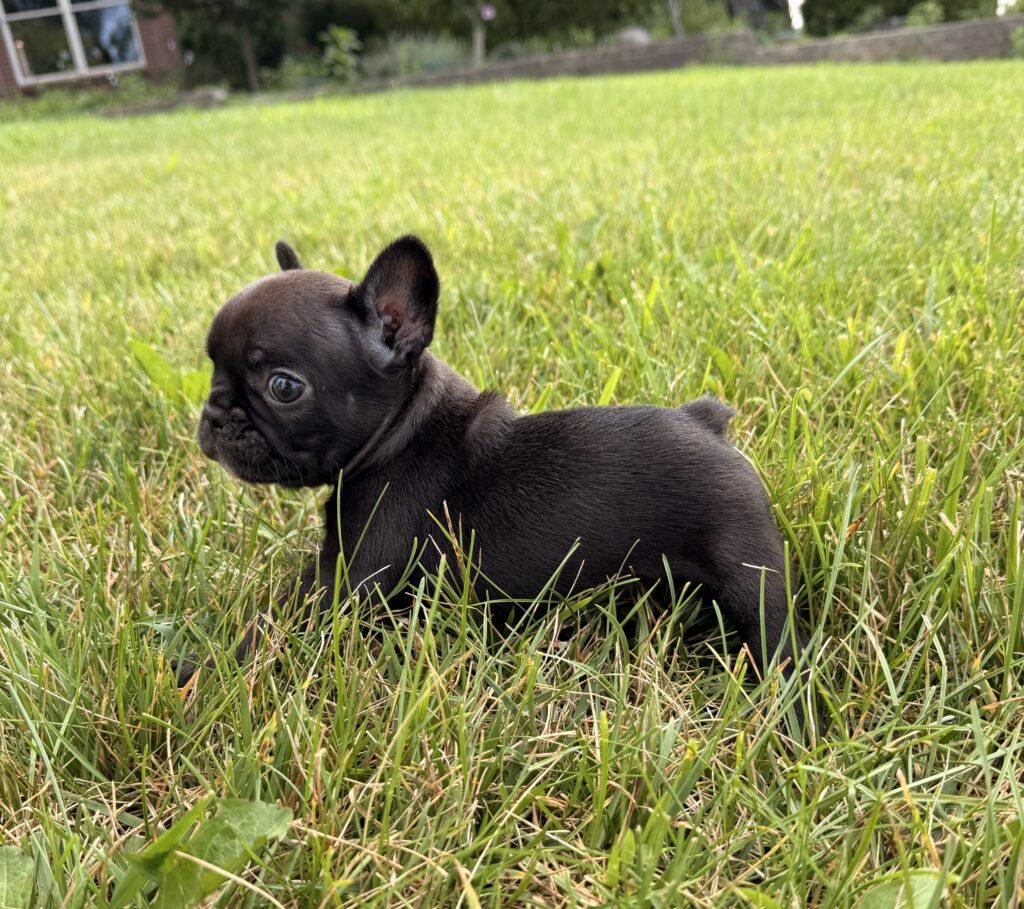 Brown puppy lying in tall green grass outdoors, with a house and garden visible in the background.