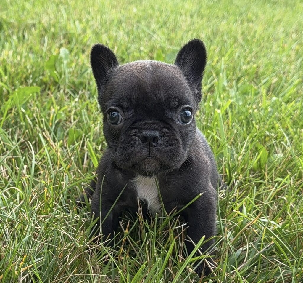 Black French Bulldog puppy sitting in green grass, looking at the camera with large round eyes.