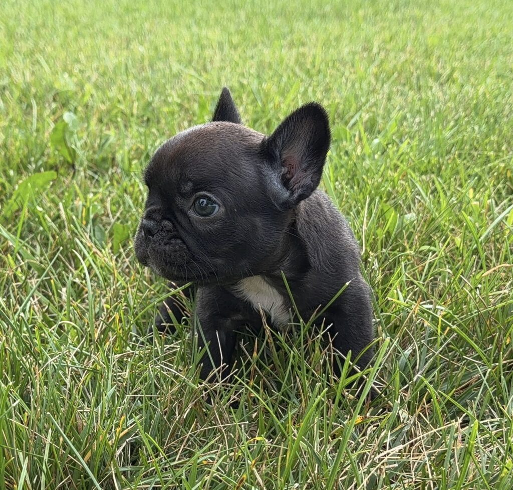 Black French Bulldog puppy sitting in tall green grass, looking to the left.