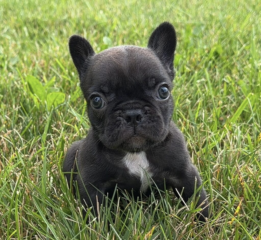Black French Bulldog puppy sitting in green grass, looking at the camera with big eyes.