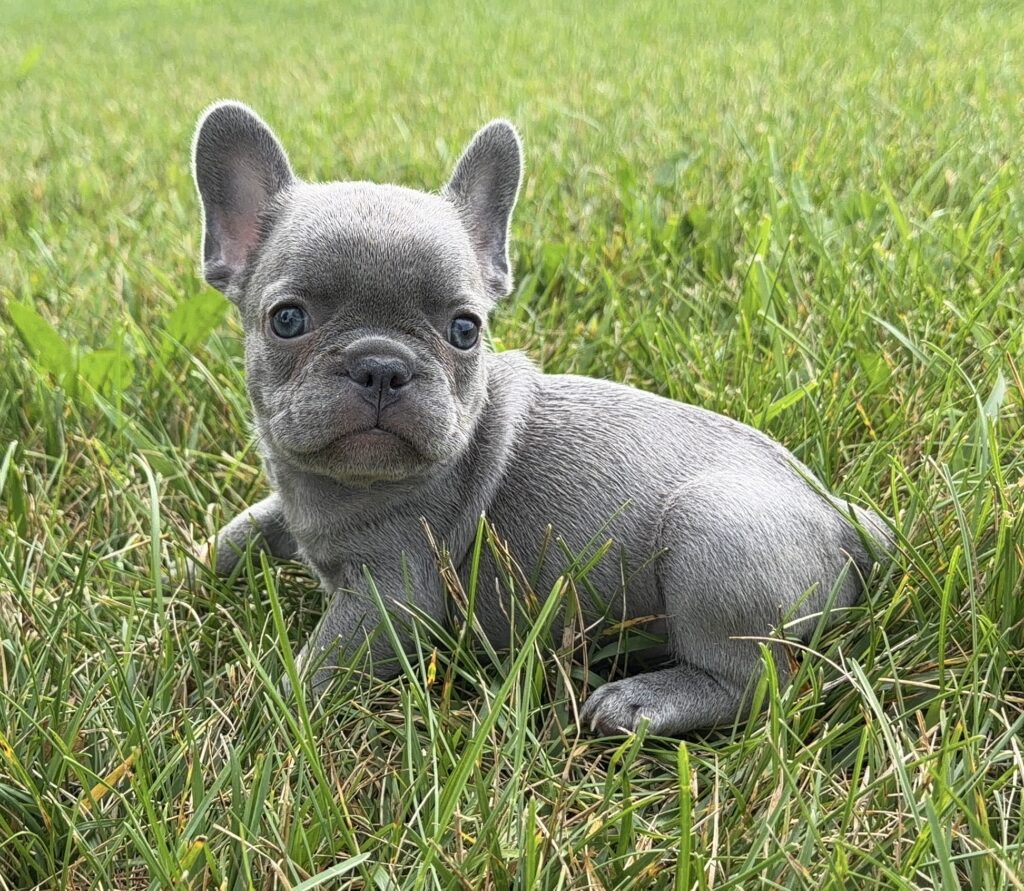 Gray French bulldog puppy lying in green grass, looking at the camera in a sunny yard.