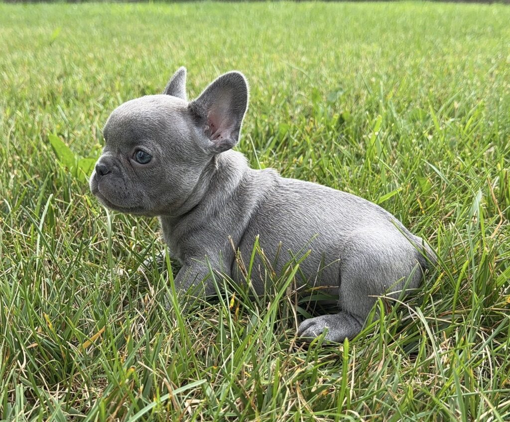 Small gray puppy lying in lush green grass, looking to the left.