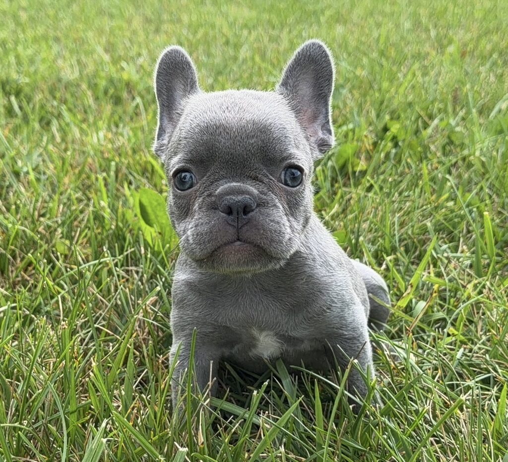 Young gray French Bulldog puppy sitting in a grassy field, looking at the camera.