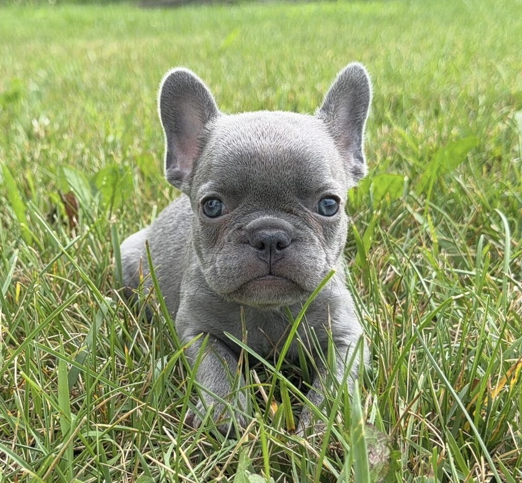 Gray French bulldog puppy lying in green grass and looking at the camera.