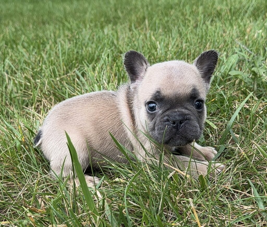 Cute puppy with dark ears lying in tall green grass, looking at the camera.