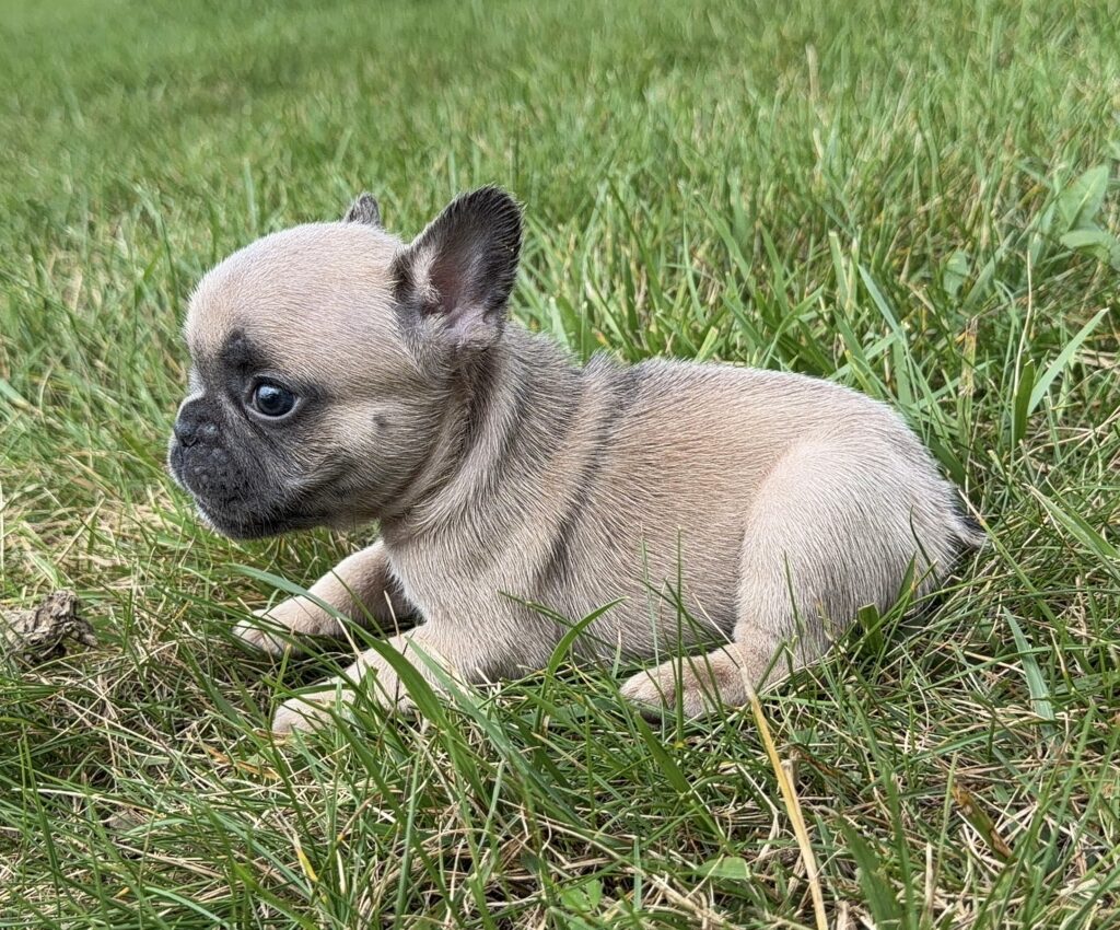 Young tan Chihuahua puppy resting in tall green grass, looking to the left with dark eyes.