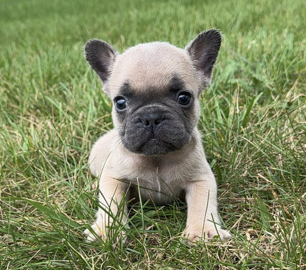 Curious light-brown French bulldog puppy sitting in green grass outdoors, looking at the camera with big dark eyes.
