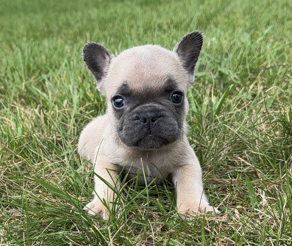 Close-up of a tan French Bulldog puppy with a black muzzle, sitting in green grass and looking at the camera.