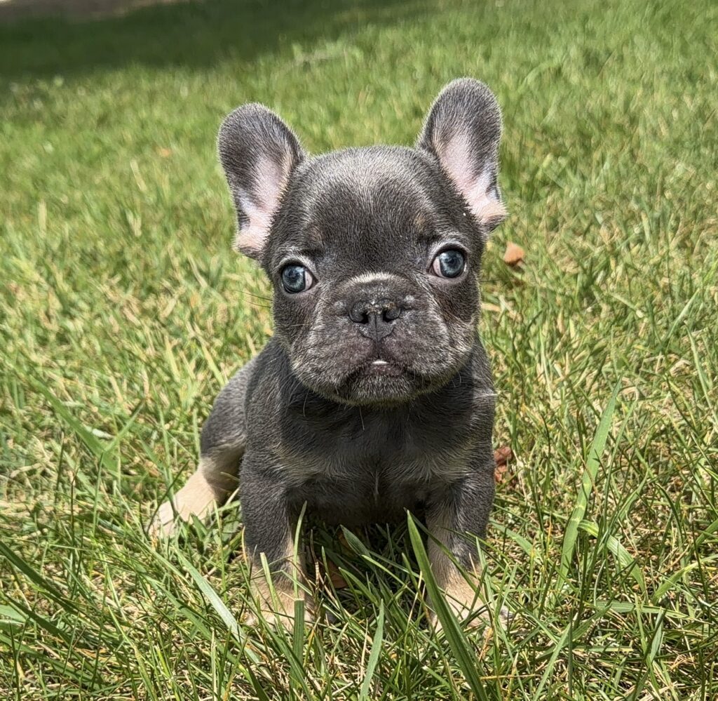Close-up of a gray French Bulldog puppy sitting in green grass, looking at the camera.