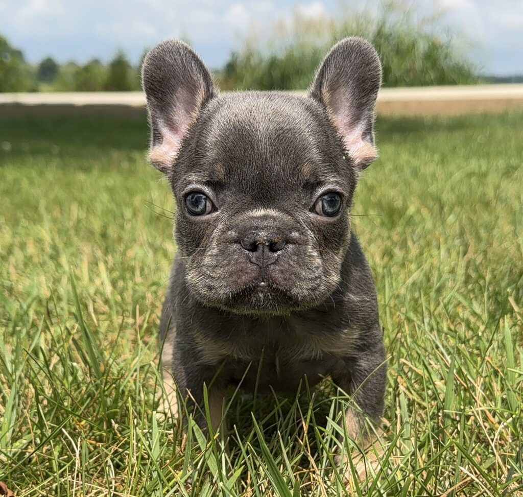 Close-up of a gray French Bulldog puppy with large ears in a grassy field, facing the camera.