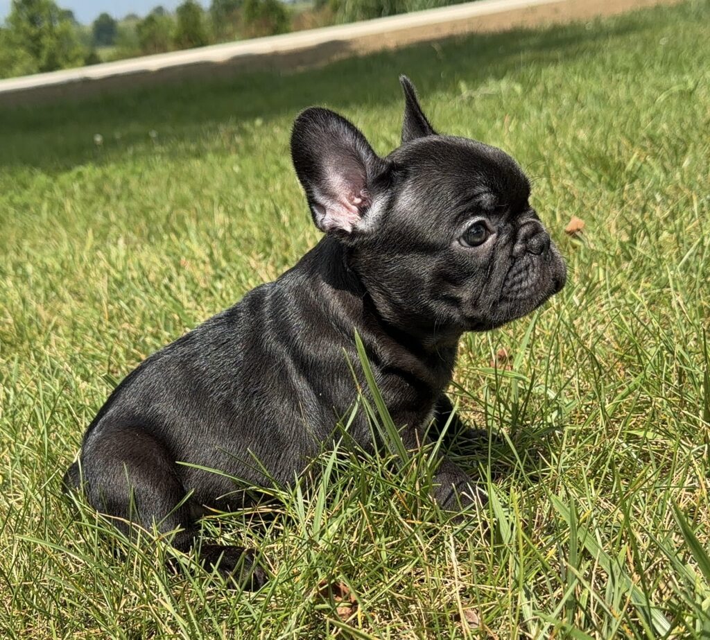 Black puppy sitting in tall grass outdoors, one ear up, looking to the side with a grassy field in the background.