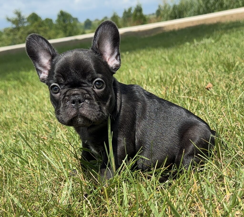 Close-up of a black French Bulldog puppy with perked ears in a grassy yard, looking at the camera.