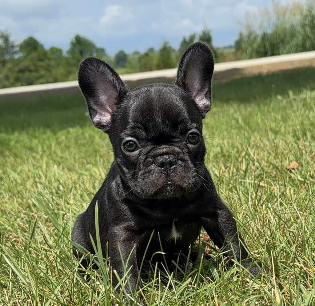 Black French Bulldog puppy sitting in green grass outdoors, looking at the camera with upright ears.