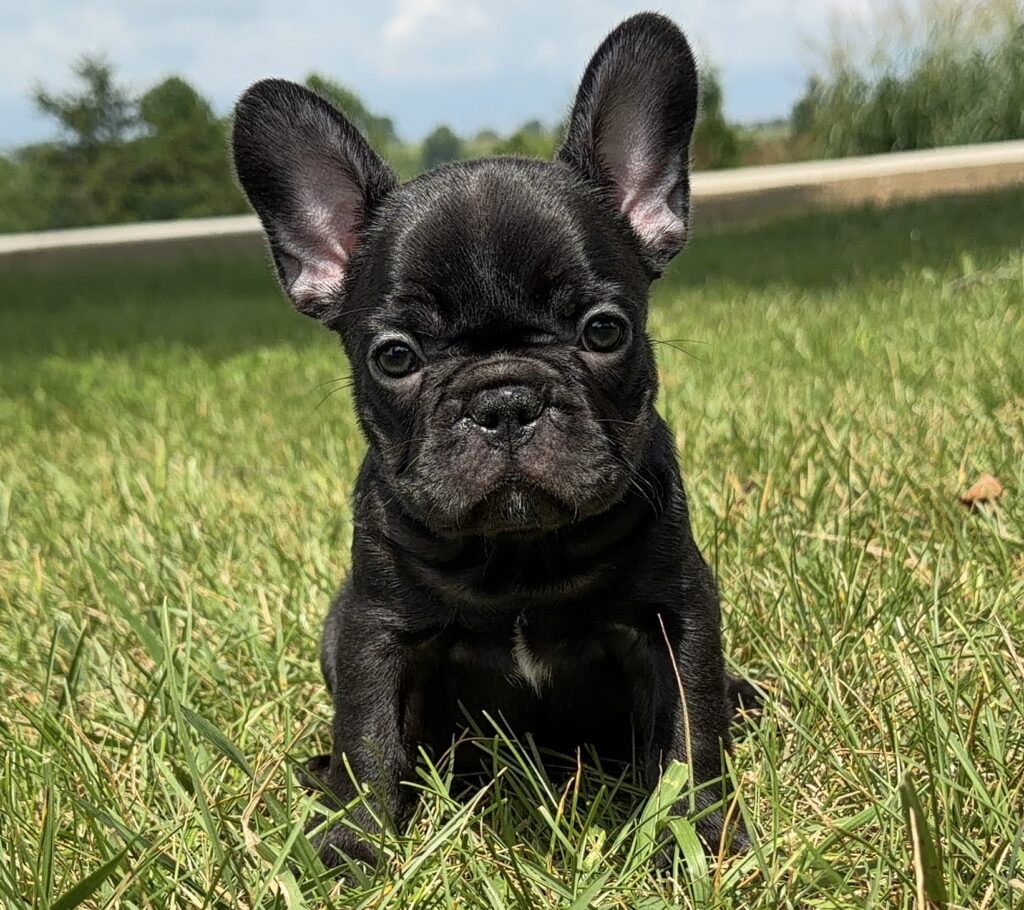Black French Bulldog puppy sitting in green grass, looking at the camera on a sunny day