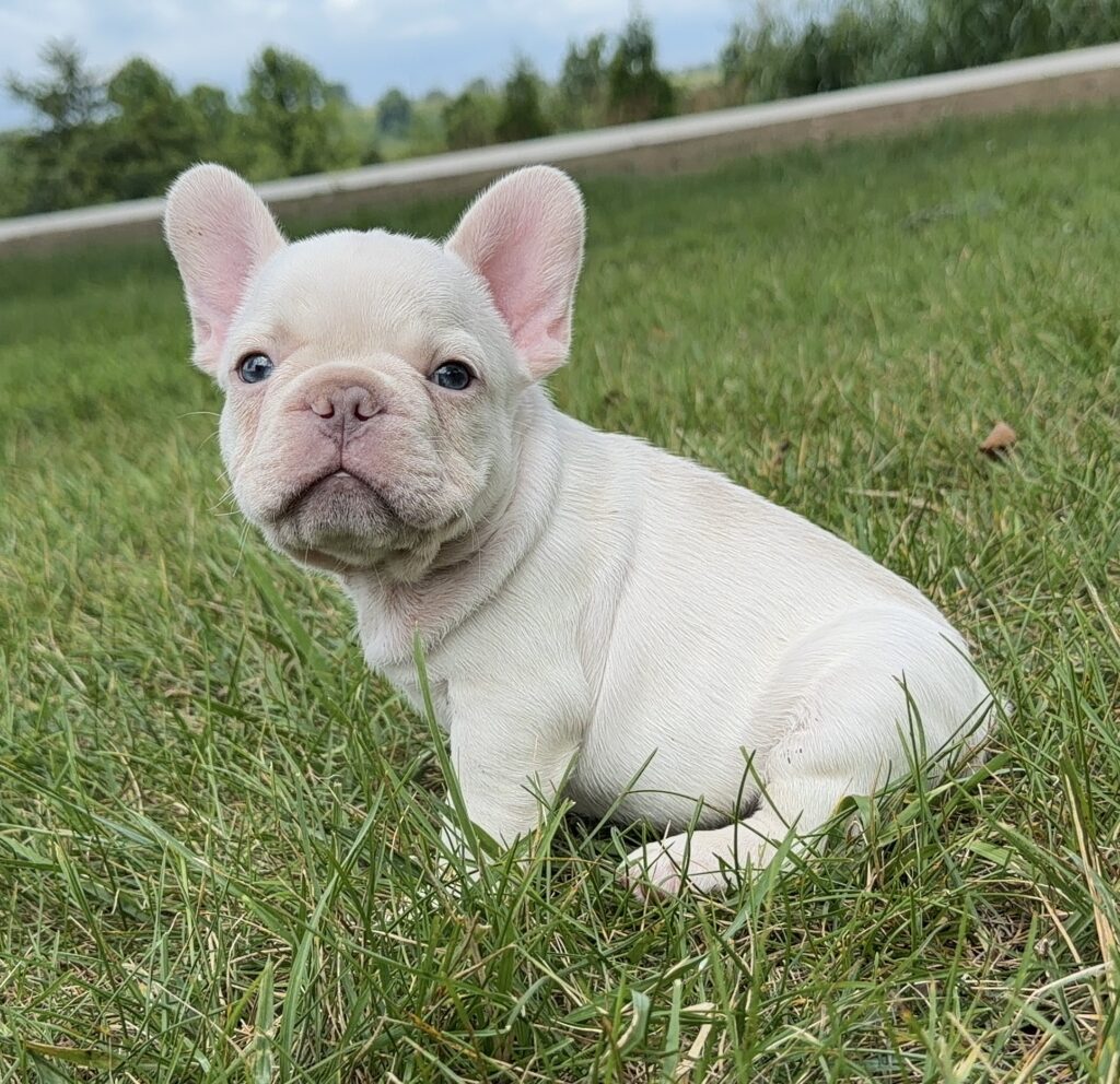 White puppy lying in green grass, looking at the camera with large ears upright.