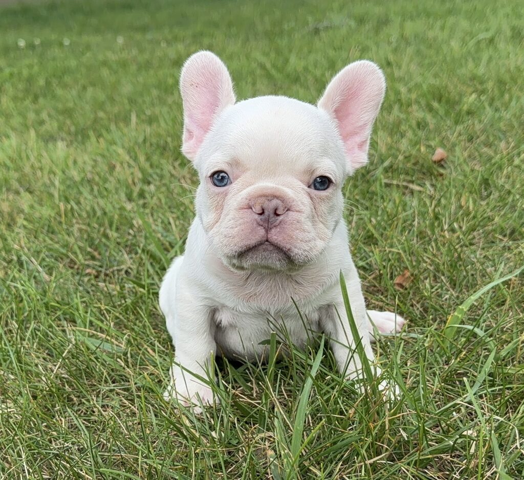 White French Bulldog puppy sitting in green grass, facing the camera