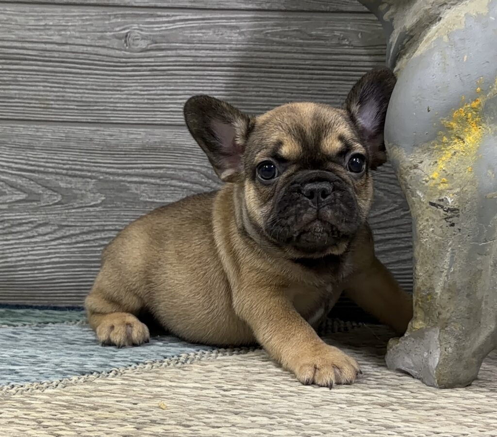 Brown French Bulldog puppy lying on a woven rug with a wood plank background behind it, looking at the camera.