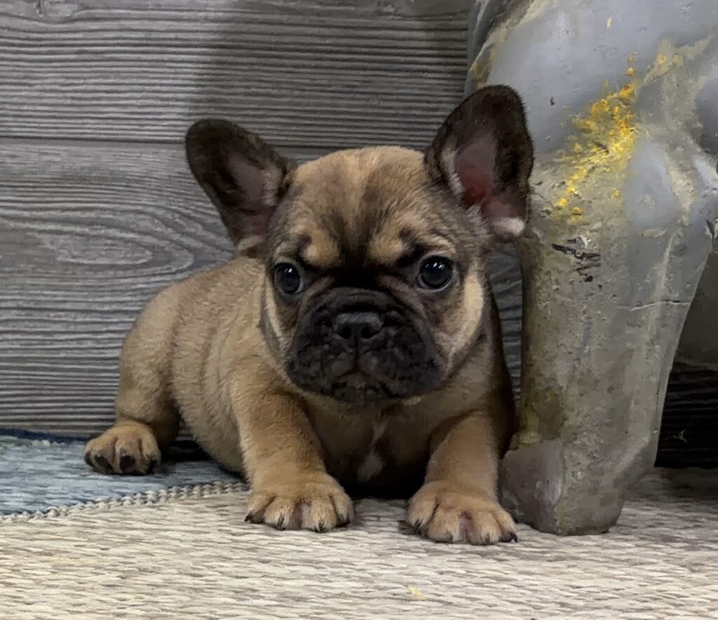Young French bulldog puppy lying on a rug beside a weathered wooden wall and a gray pillar.
