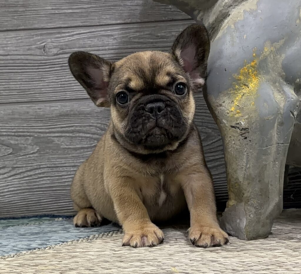 Young tan French Bulldog puppy sitting on a woven rug, facing the camera with big ears and a black muzzle.