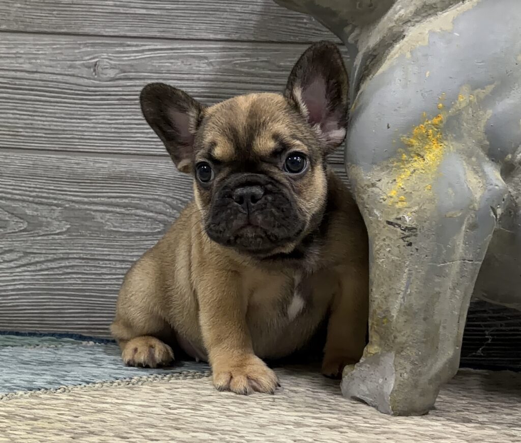 Brown French bulldog puppy sitting on a wooden deck beside a weathered stone statue.