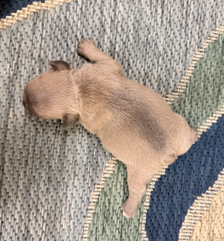 Top-down view of a brown puppy lying on a woven rug.