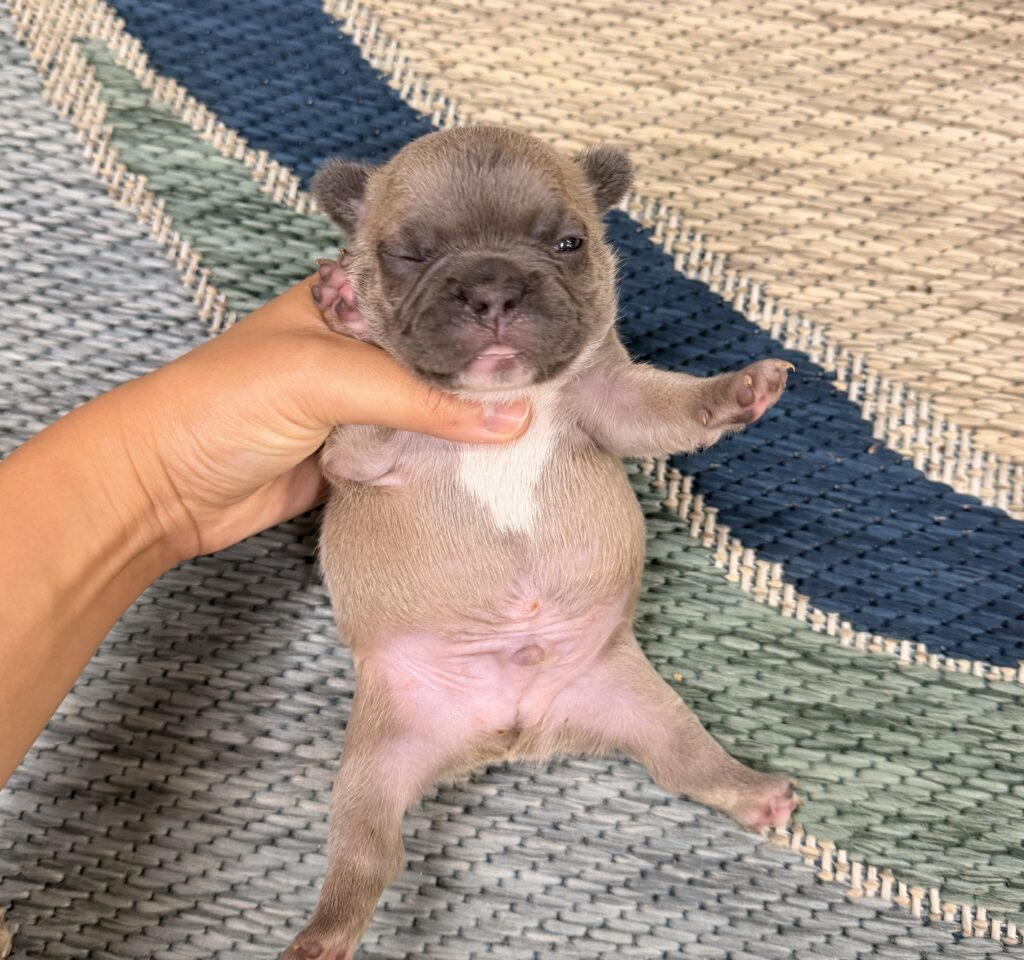 Tiny brown puppy being gently held by a hand, seated on a woven mat on a braided rug surface.