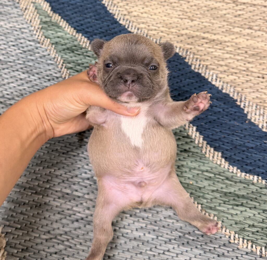 Small brown puppy being gently held by a hand, resting on a woven rug background.
