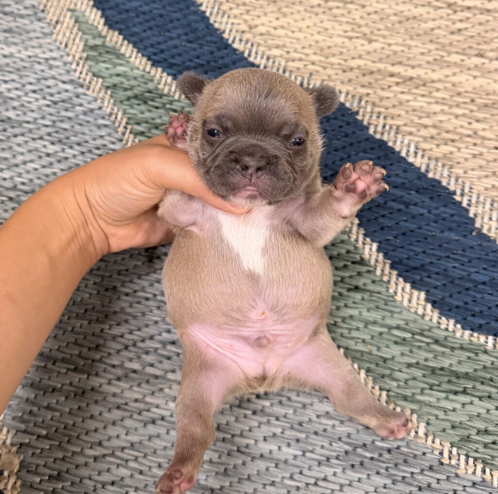 Close-up of a tiny brown puppy being gently held by a hand against a woven rug background, eyes partially closed.