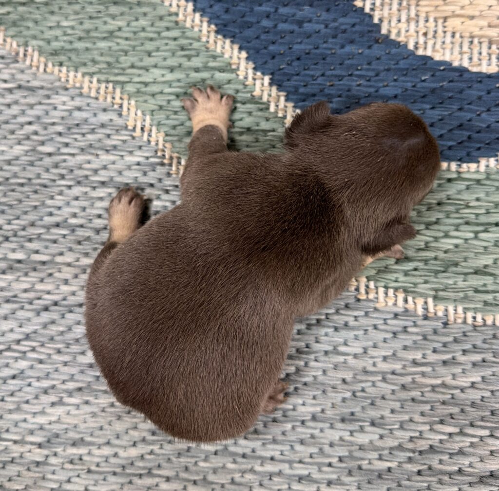 Brown puppy resting on a textured woven rug, showing its paw and soft fur from a top-down view