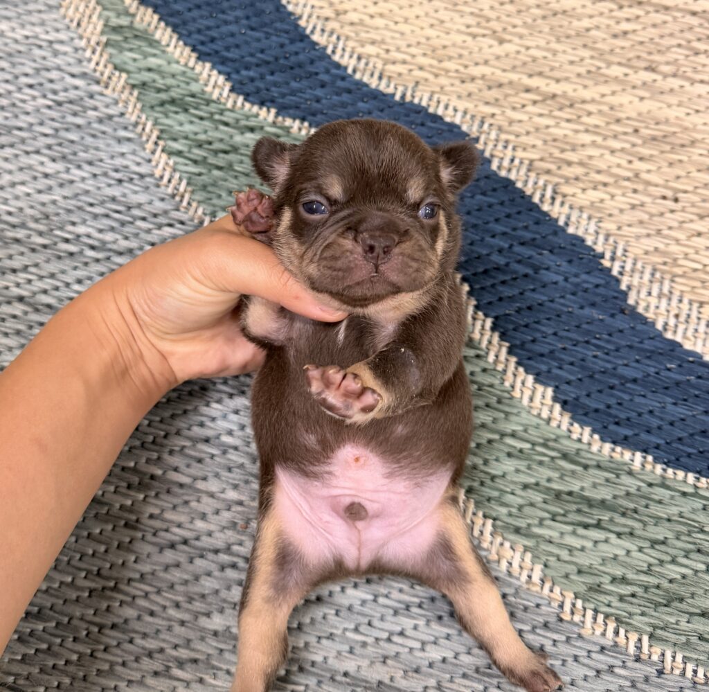 Tiny brown puppy being gently held by a hand on a woven rug.