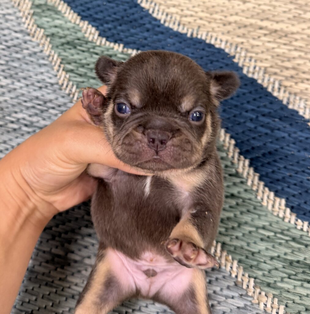 Close-up of a small brown puppy being gently held by a hand on a woven rug background.